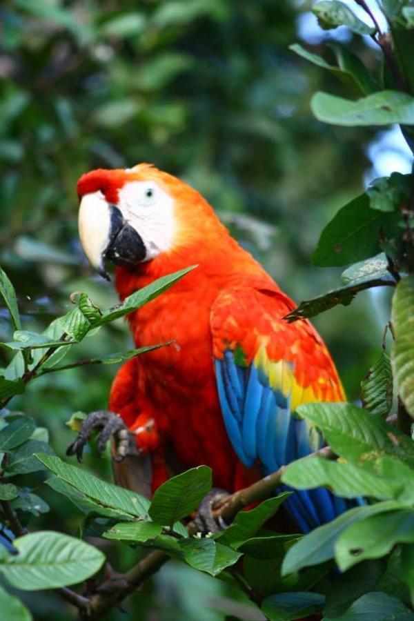 Jacamar Lodge Expeditions Iquitos Exterior foto