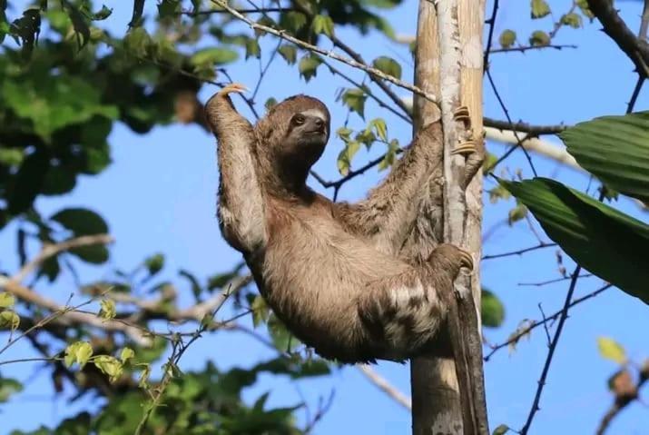 Jacamar Lodge Expeditions Iquitos Exterior foto